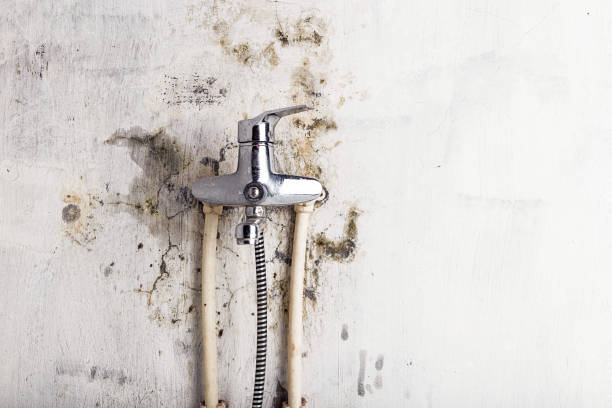 Certified Mold Removal in Seymour, WI