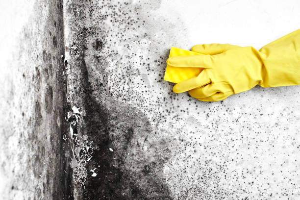 Best Certified Mold Removal  in Seymour, WI