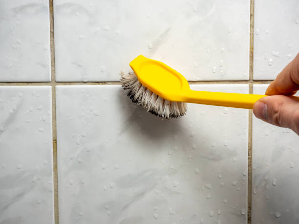 Best Black Mold Removal  in Seymour, WI