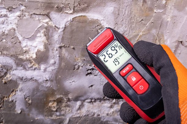 Best Mold Damage Repair  in Seymour, WI