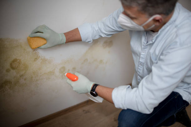 Best Black Mold Removal  in Seymour, WI