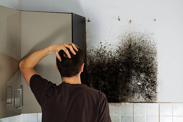 Best Mold Removal and Inspection  in Seymour, WI